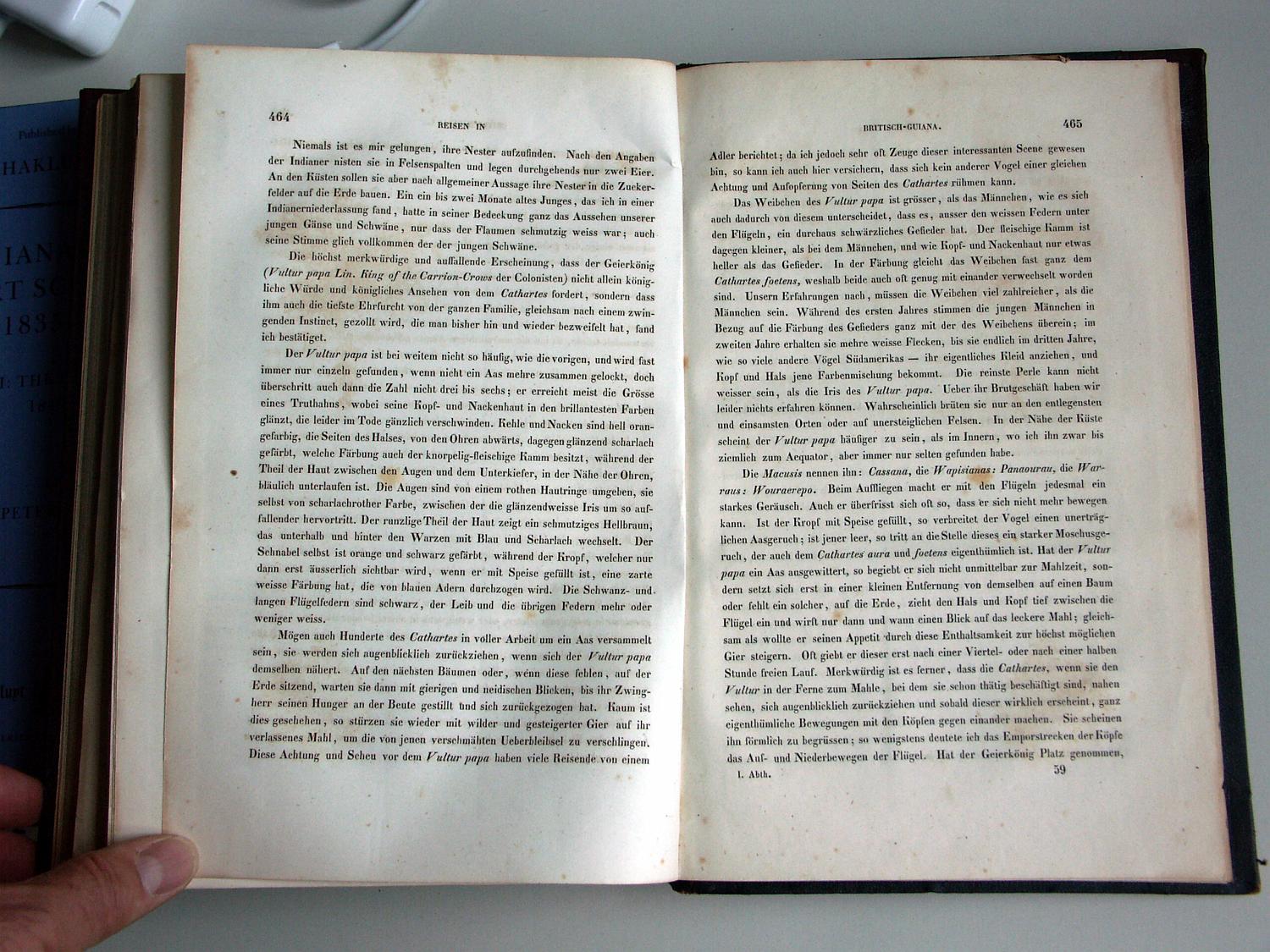 ZZ-RISC47,S.464 Sarcoramphos papa